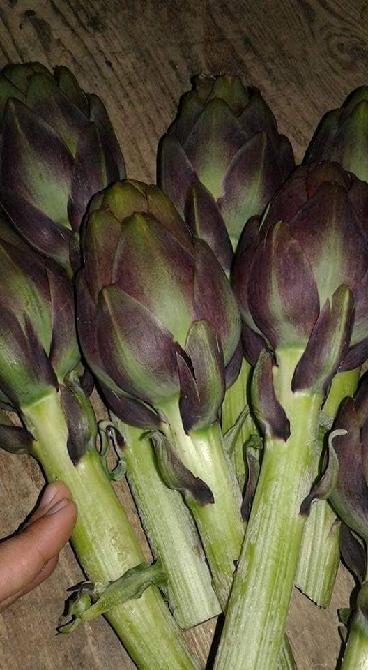 Artichoke